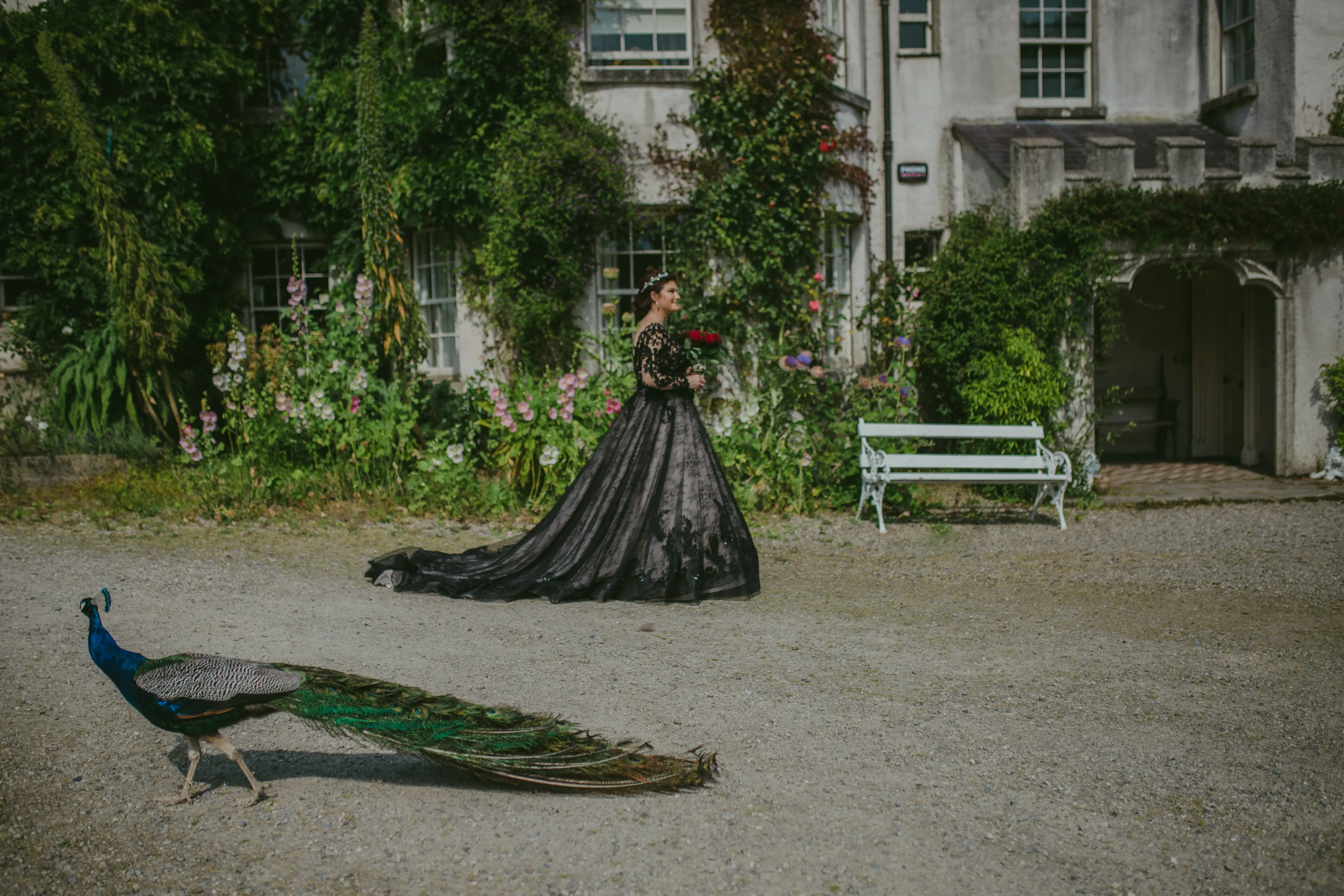 Bride wearing Zander wedding dress by Sottero and Midgley with a peacock