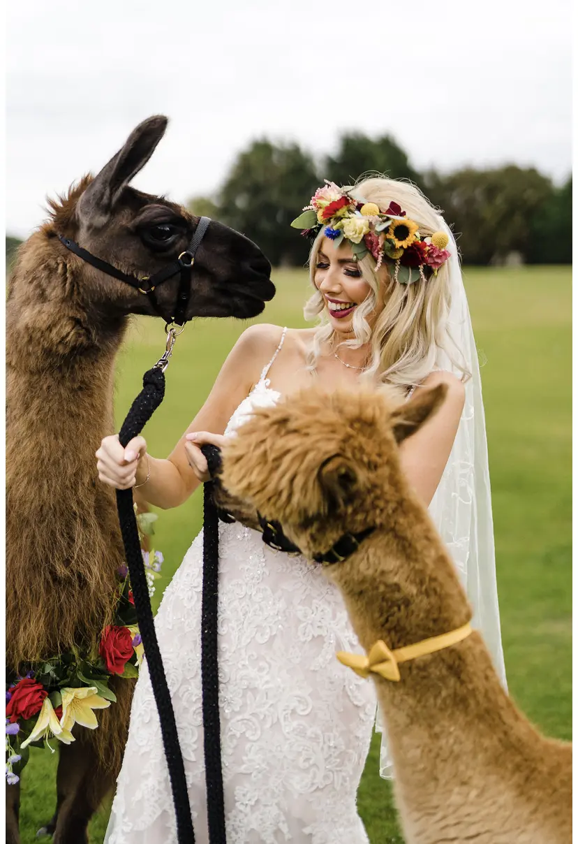 Bride with Llamas Wearing Elegant Fit-and-Flare Bridal Dress by Maggie Sottero